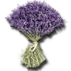  Bouquet de lavandes - Hotel Parc Azur 