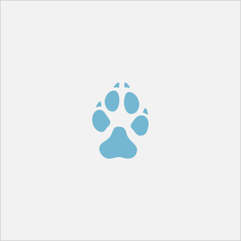 Animaux acceptés